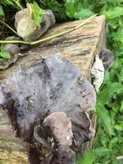 Auricularia