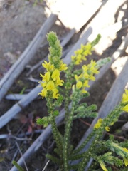 Aspalathus ericifolia ericifolia