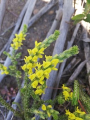 Aspalathus ericifolia ericifolia