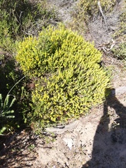 Aspalathus ericifolia ericifolia