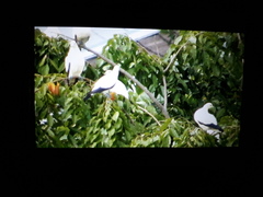 Ducula bicolor