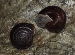 Helminthoglypta sequoicola