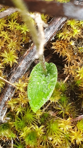 Image of Eriochilus collinus by (c) Rosalie Lawrence, some rights reserved (CC BY)