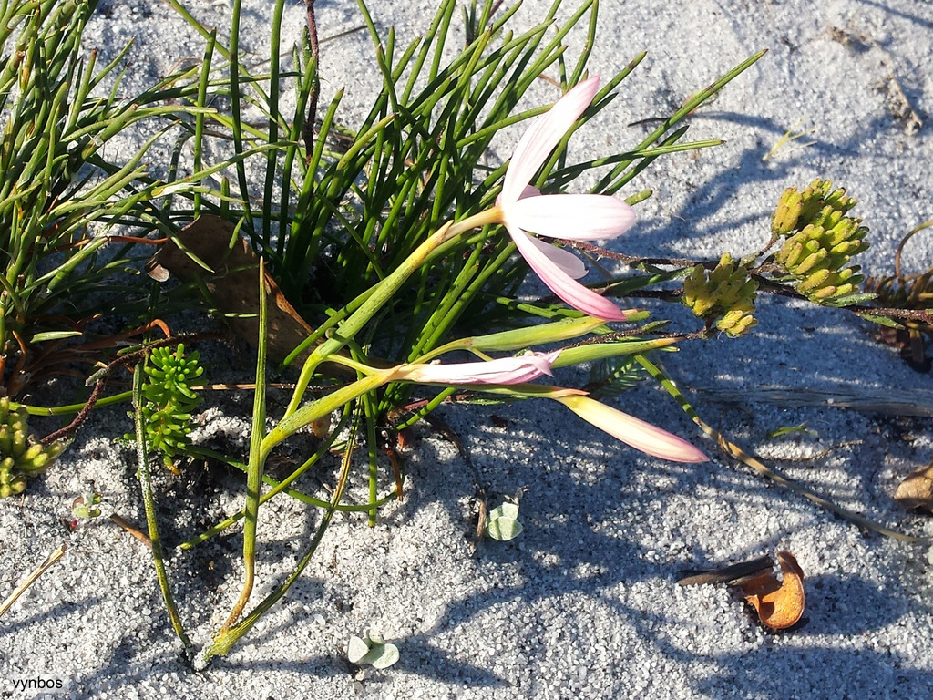 Geissorhiza bonae-spei, Route to Sirkelsvlei from Rooihoogtes, Cape Point