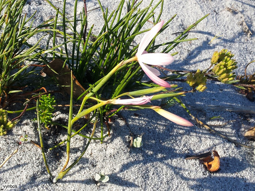 Geissorhiza bonae-spei