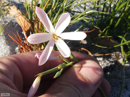 Geissorhiza bonae-spei