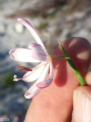 Geissorhiza bonae-spei