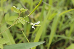Cleome aculeata