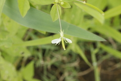 Cleome aculeata