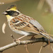 Yellow-throated Bunting - Photo (c) Kim, Hyun-tae, some rights reserved (CC BY), uploaded by Kim, Hyun-tae