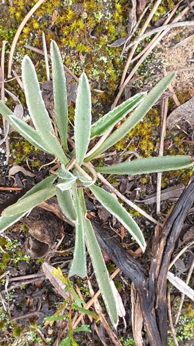Image of Goodenia willisiana by (c) Rosalie Lawrence, some rights reserved (CC BY)
