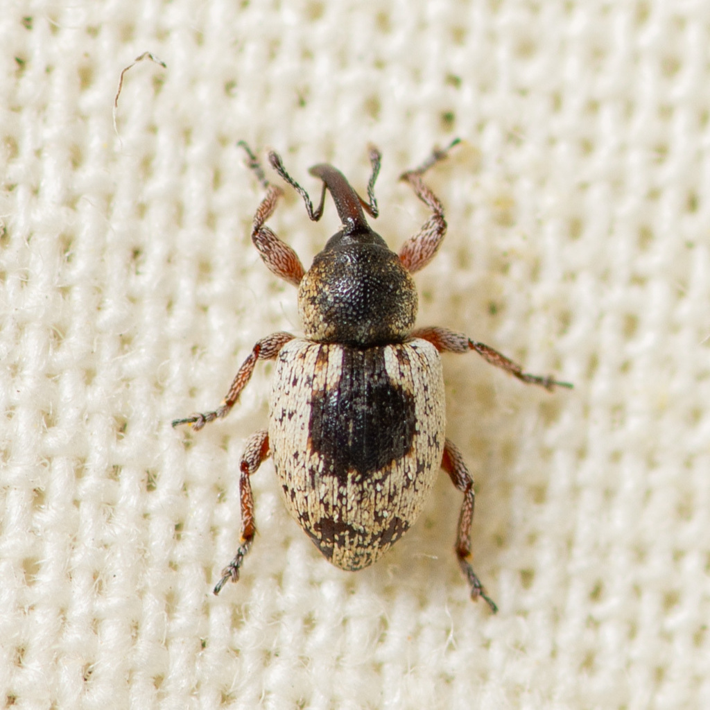 Smicronyx centralis