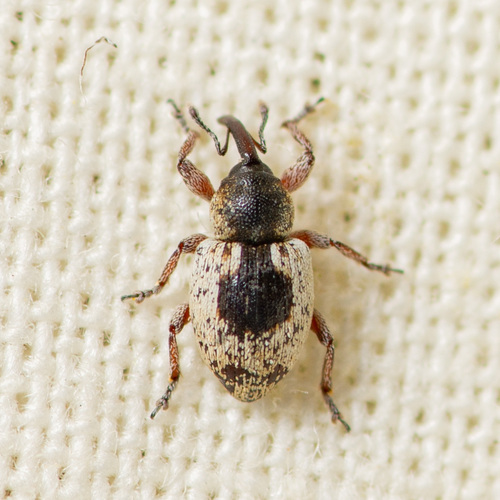 Smicronyx centralis