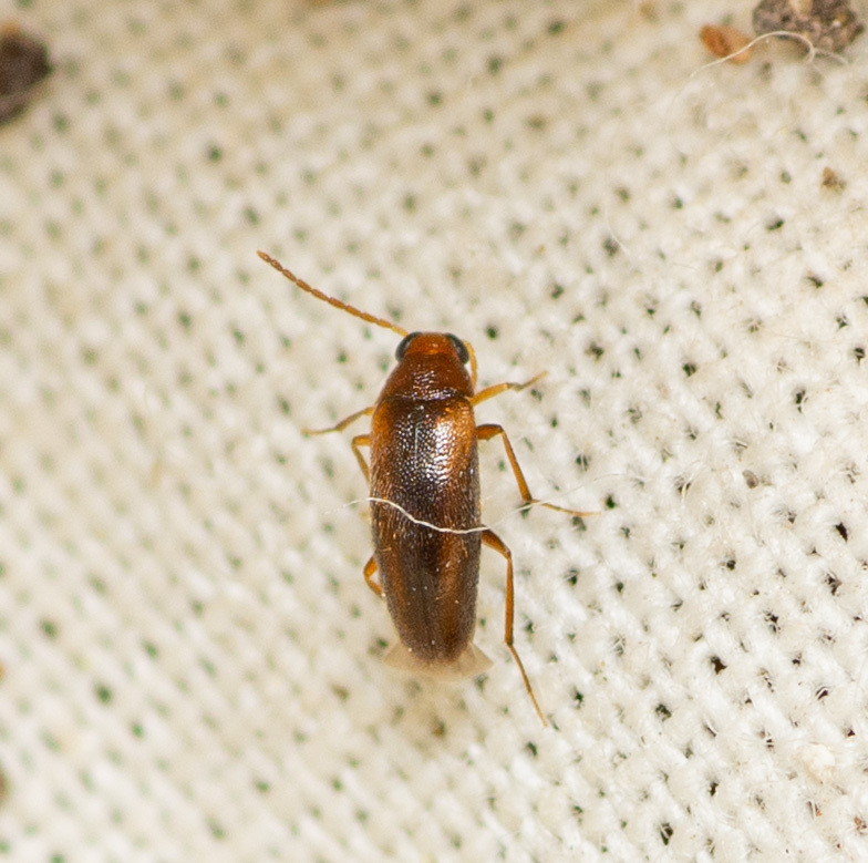 Symphora rugosa