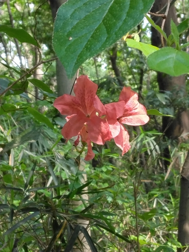 Rhododendron kaempferi iNat (3)