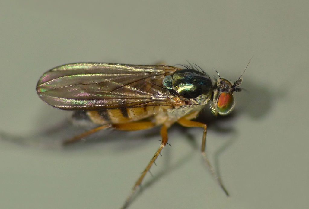 Sympycnus campbelli