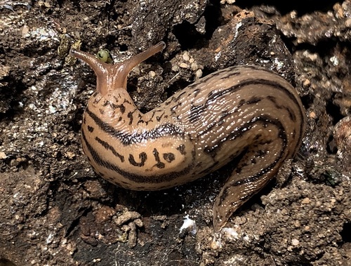 Striped Greenhouse Slug, Los Angeles County, US-CA, US, photo 10 of 10
