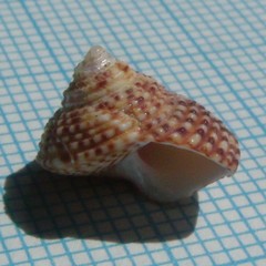 Maurea punctulata