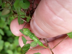 Fuchsia procumbens