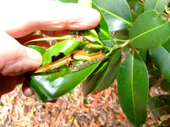 Agrioglypta excelsalis