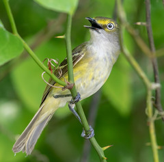 White-Eyed Vireo photo 3