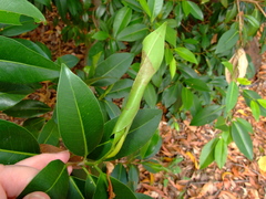 Agrioglypta excelsalis