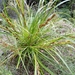 Morelotia affinis - Photo (c) rubecula, algunos derechos reservados (CC BY-NC)