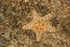 Tiny Northern Stars - Photo (c) Abhishek Jamalabad, some rights reserved (CC BY-NC-SA), uploaded by Abhishek Jamalabad