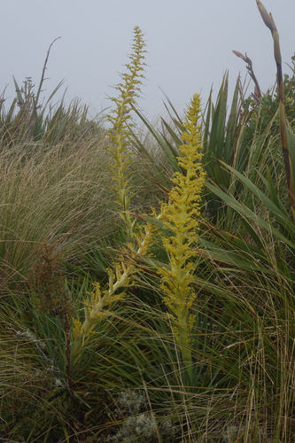 Aciphylla scott-thomsonii (Aciphylla scott-thomsonii)