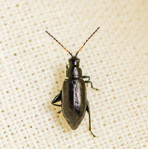 Black-headed Systena photo 3