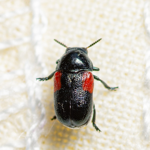 Saxinis sinuata