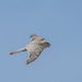 Falco columbarius pallidus - Photo (c) Алексей Эбель,  זכויות יוצרים חלקיות (CC BY-NC), הועלה על ידי Алексей Эбель