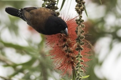 Spermestes bicolor nigriceps
