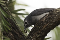 Melaenornis fischeri