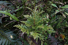 Libocedrus bidwillii