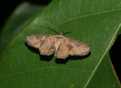 Monobolodes prunaria