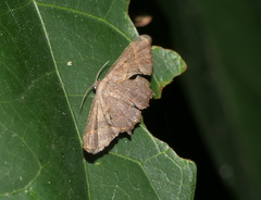 Monobolodes prunaria