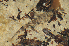 Favonigobius lateralis