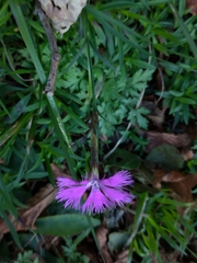 Dianthus longicalyx