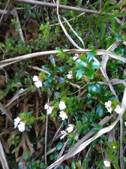 Euphrasia transmorrisonensis