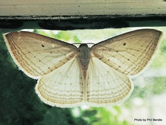 Orthoclydon praefectata