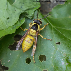 Vespa bicolor