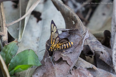 Amata grotei