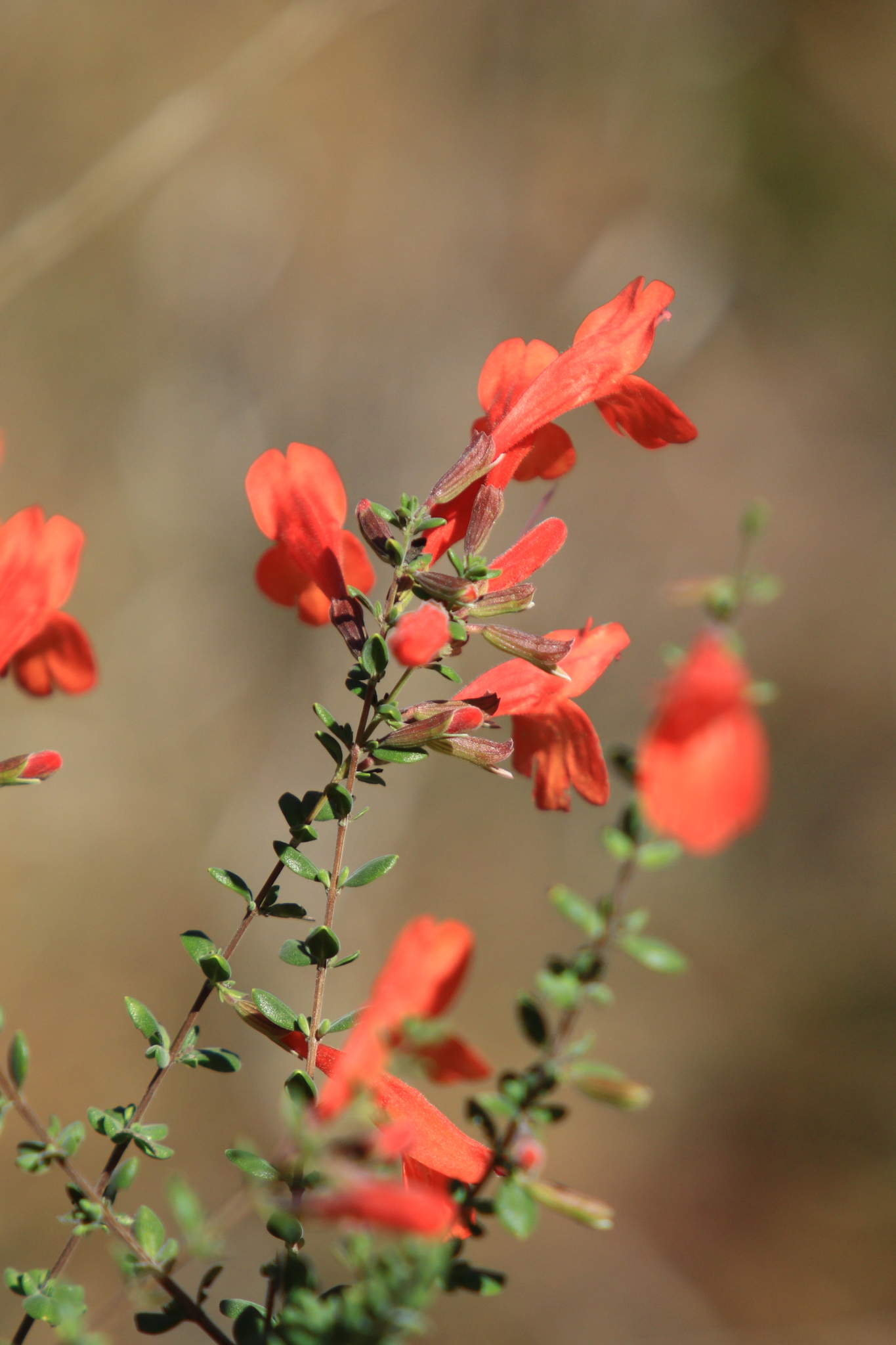 Clinopodium coccineum