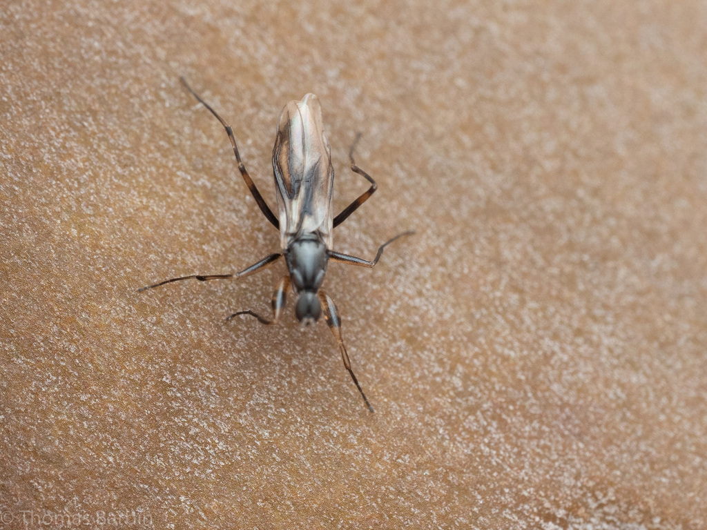Tachypeza annularis