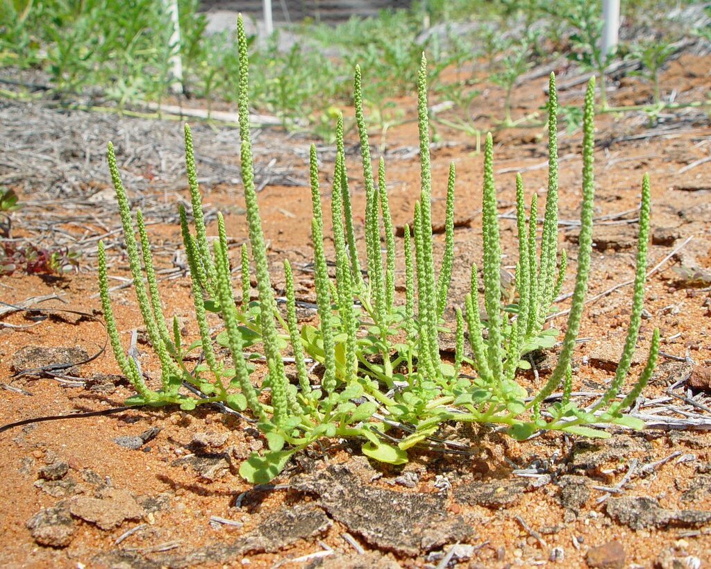 Dysphania plantaginella