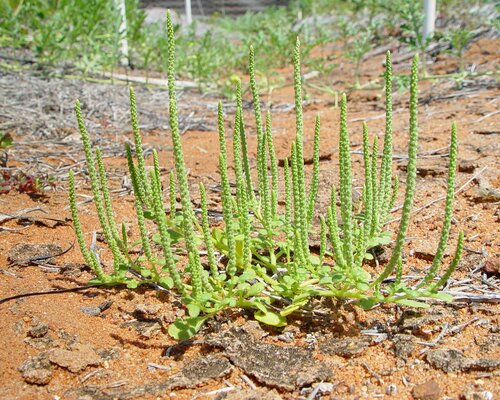 Dysphania plantaginella