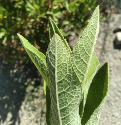 Image of Tessaria Andina (Tessaria andina) by no rights reserved