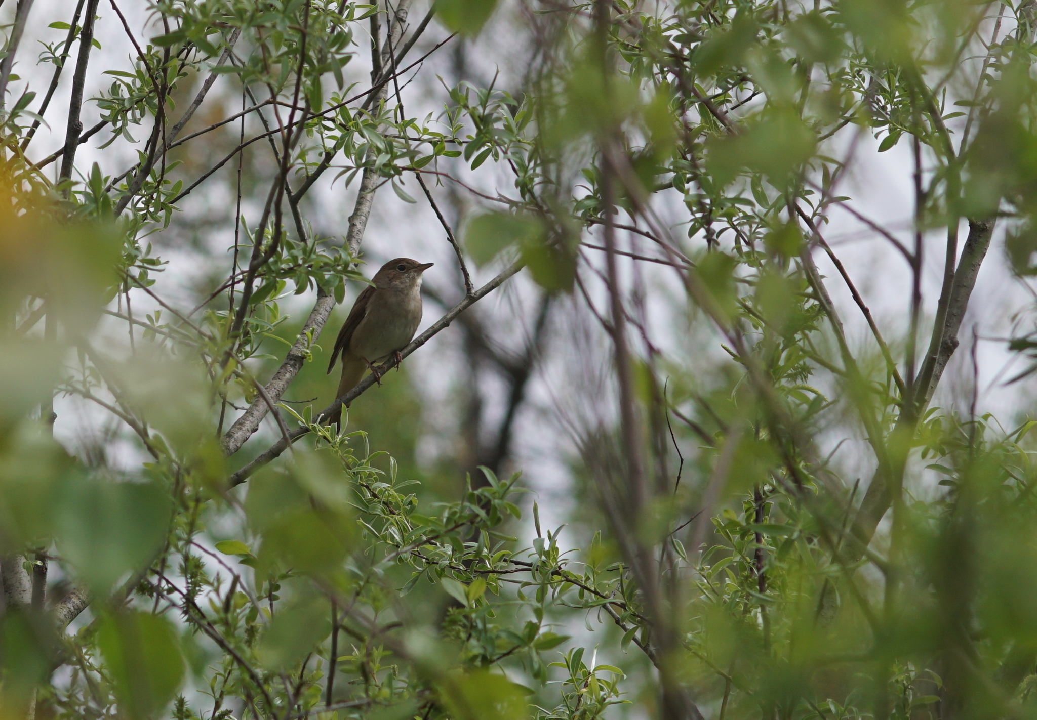 Common Nightingale