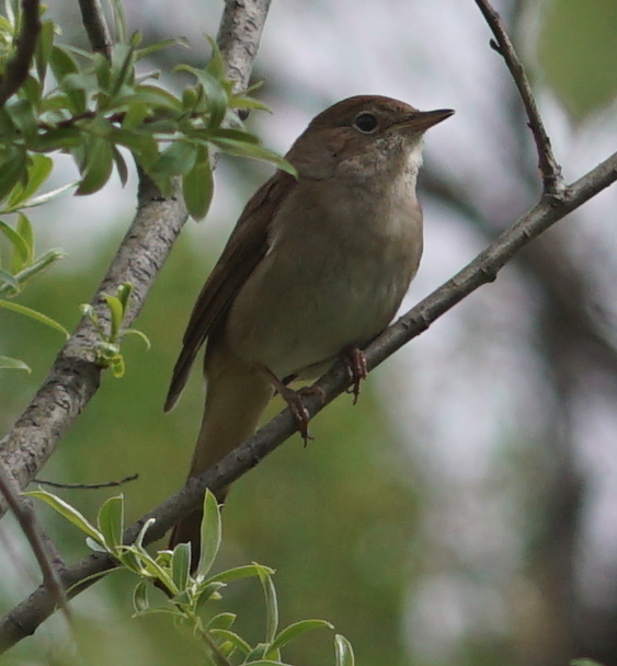 Common Nightingale